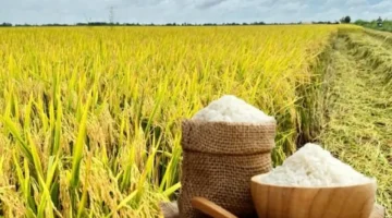 ارتفاع مفاجئ في أسعار أرز التصدير صنف OM 5451 بالأسواق العالمية